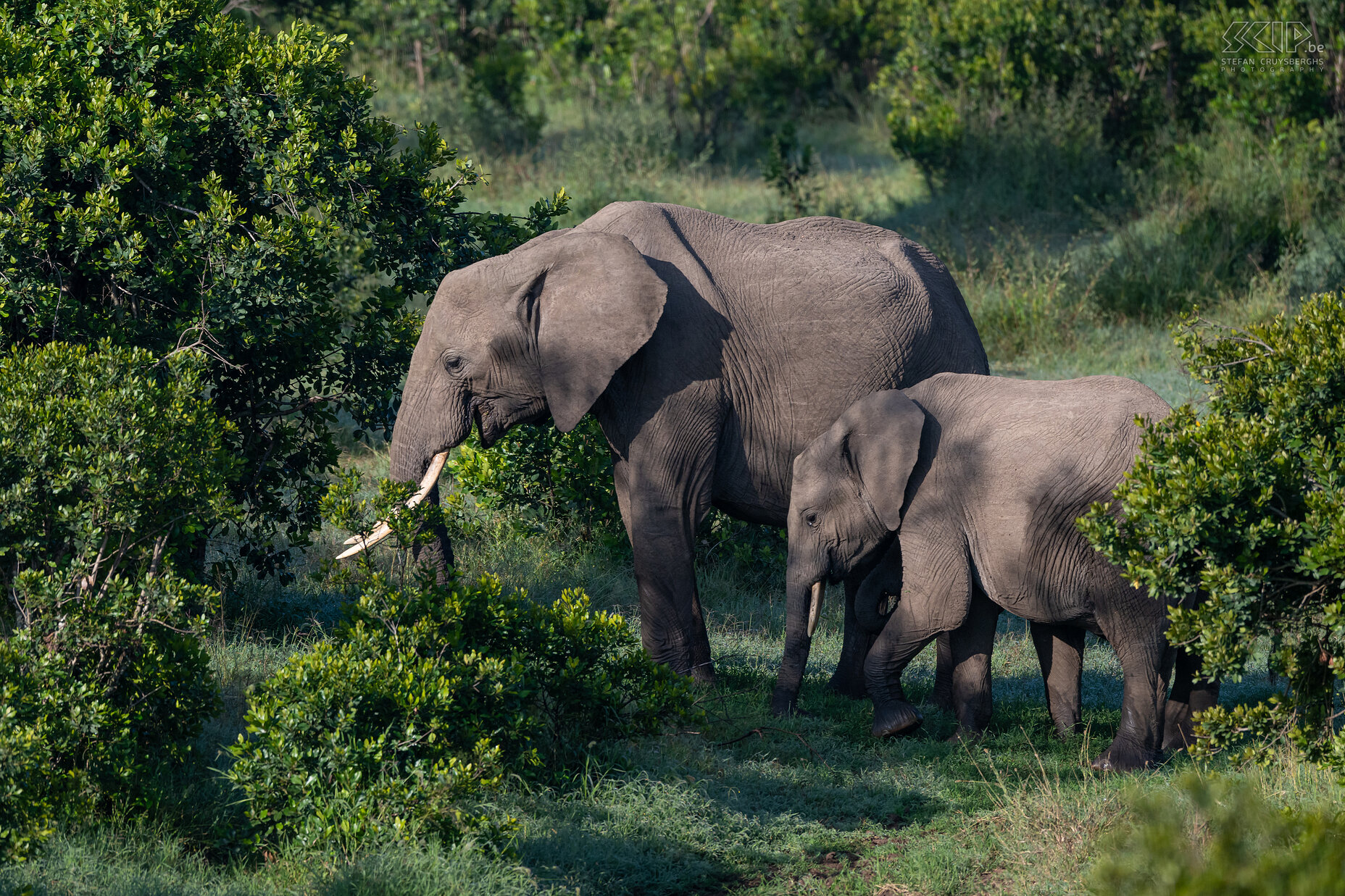 Ol Pejeta - Olifanten Ol Pejeta is het grootste zwarte neushoornreservaat in Oost-Afrika met ook een populatie zuidelijke witte neushoorns en een toevluchtsoord voor de laatste twee noordelijke witte neushoorns die in de wereld zijn achtergebleven. Het is een prachtig park met bossen, waterpartijen maar ook enkele hele grote grasvlaktes. We konden er een kleine groep olifanten spotten. Stefan Cruysberghs